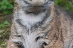 Chester Zoo, Sumatran tiger cub © Natasha Jeffries