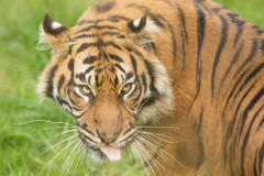Chester Zoo, Sumatran tiger © Natasha Jeffries