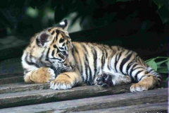 Chester Zoo Sumatran tiger cub © M & G Boden