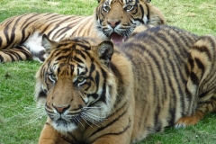 Sumatran tiger cub © Amanda O Donnell