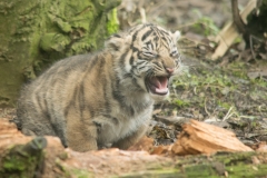 Sumatran tiger cub © Natasha Jeffries