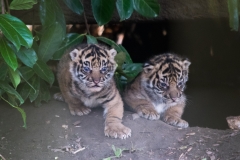 Sumatran tiger cubs © Natasha Jeffries