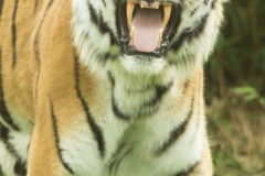 Amur tiger showing flehmen © Debs Haynes