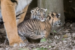 Chester Zoo, Sumatran tiger cubs @ Natasha Jeffries